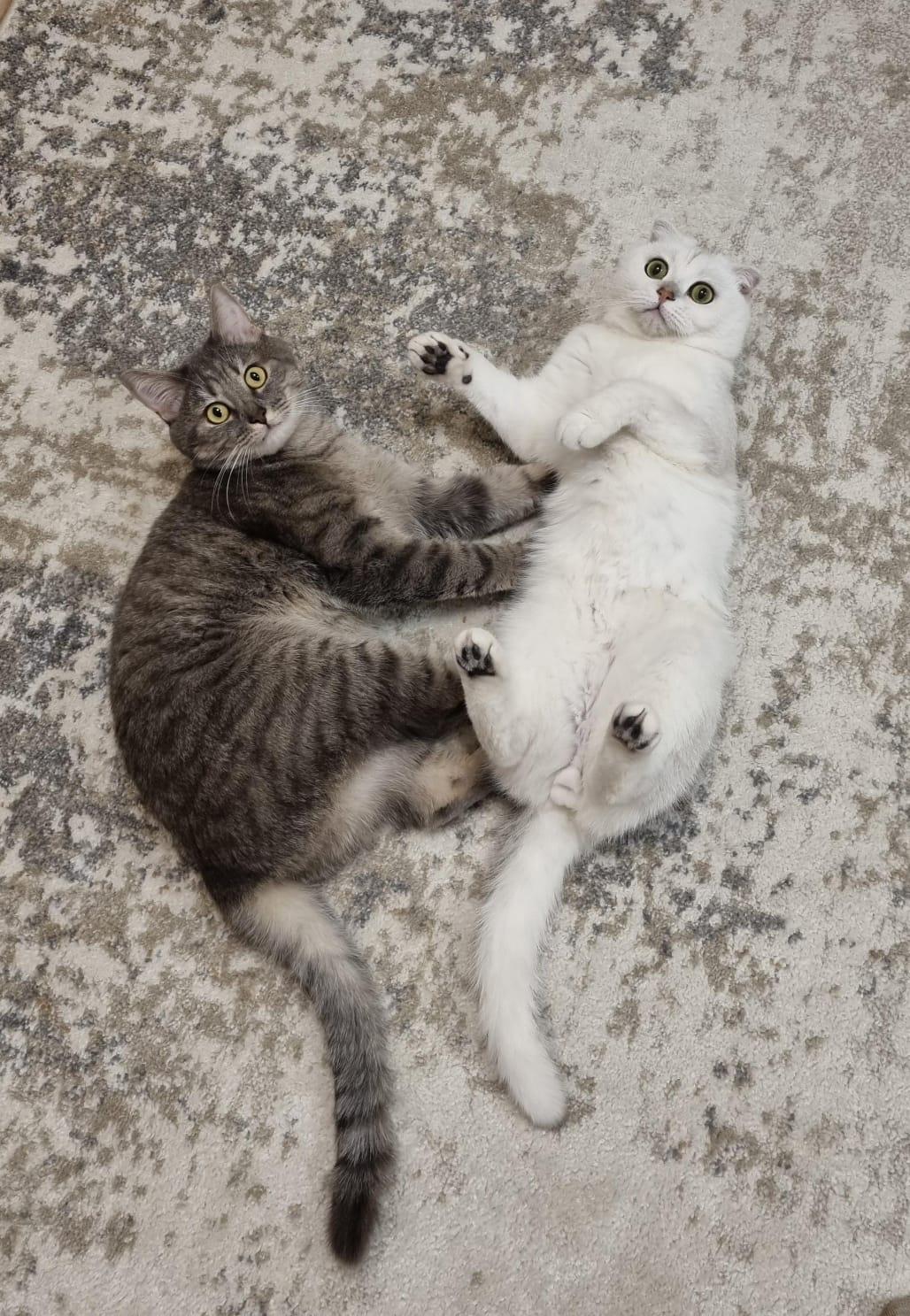 Фото В снегу и за рулем: в Новосибирске опубликовано свыше 50 фото милых питомцев к Дню кошек 50 - Сиб.ФМ Фото В снегу и за рулем: в Новосибирске опубликовано свыше 50 фото милых питомцев к Дню кошек 50